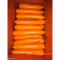 Best Quality for Exporting Fresh Carrot